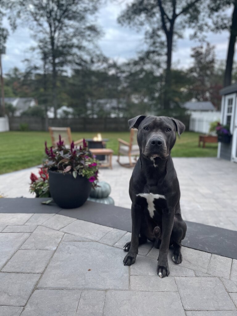 Rocky the dog